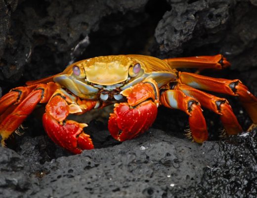a crab