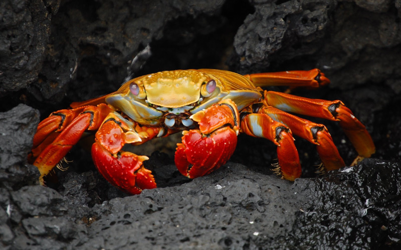 a crab