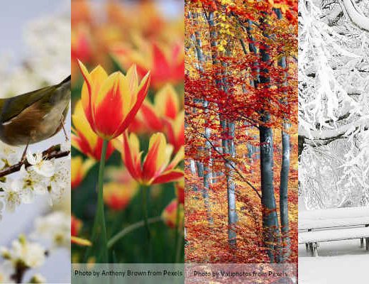 Pictures of: a bird in spring, flowers in summer, autums leaves, and frost in winter.