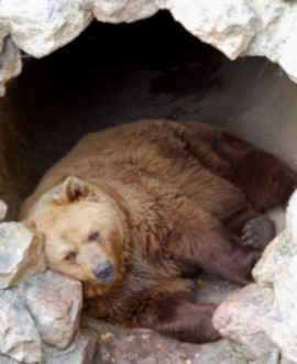 a hibernating bear